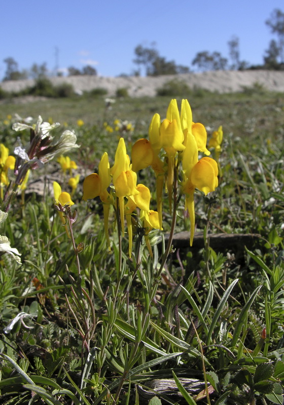 Linaria oligantha.04