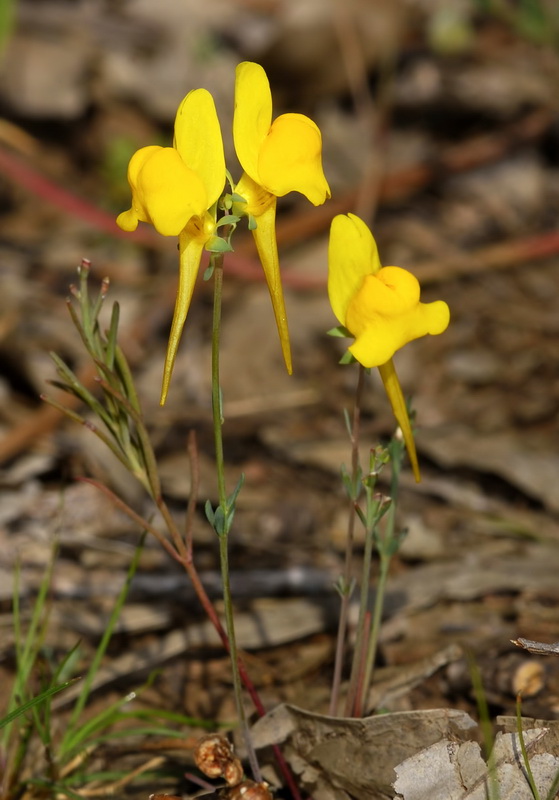 Linaria oligantha.05