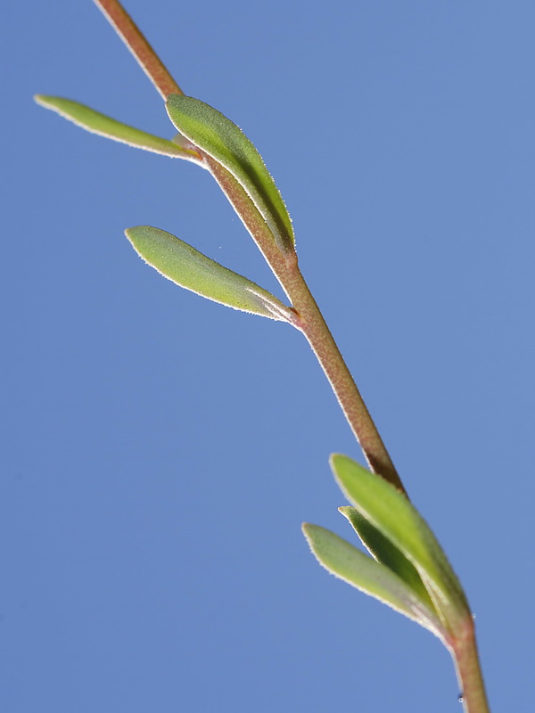 Linaria oligantha.07