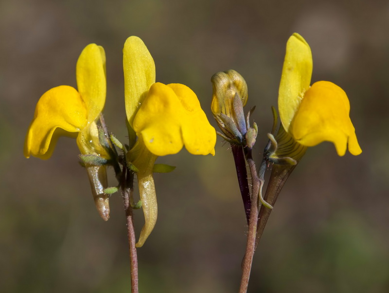 Linaria oligantha.09