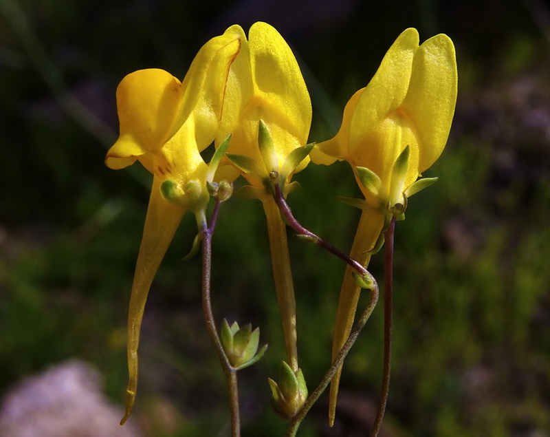 Linaria oligantha.12