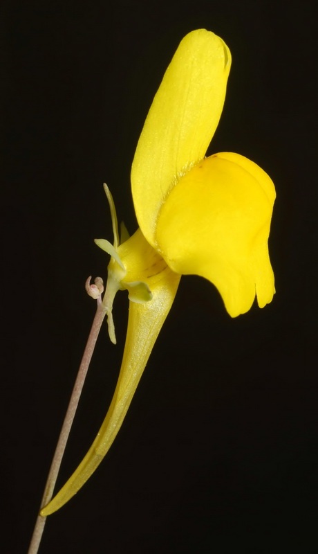 Linaria oligantha.13