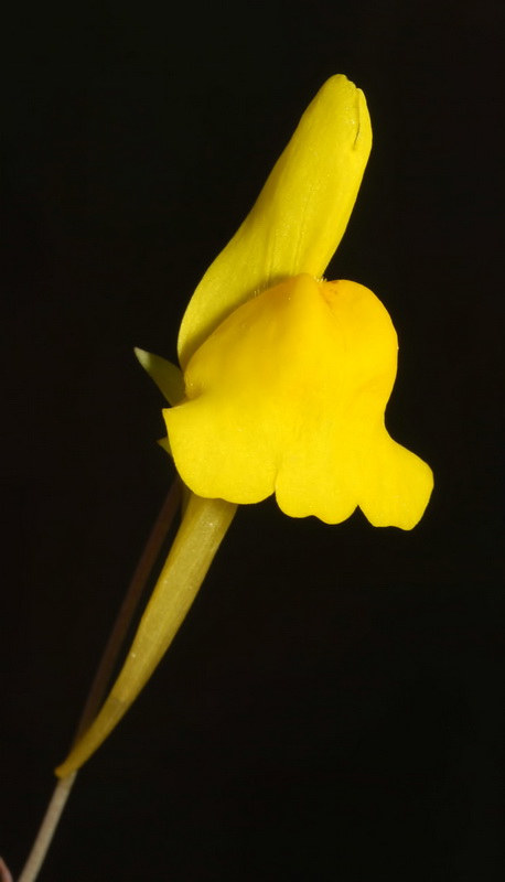 Linaria oligantha.14