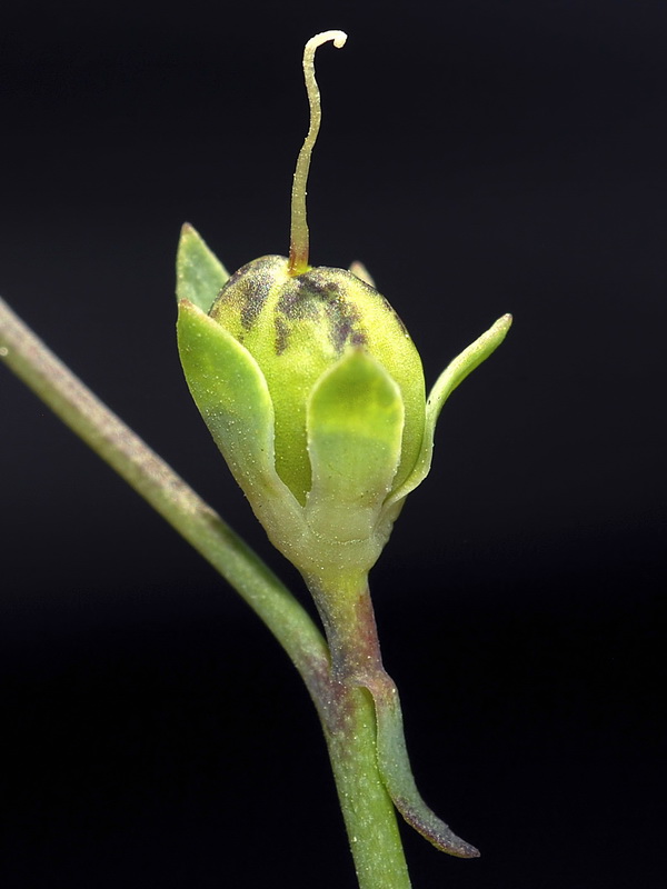 Linaria oligantha.17