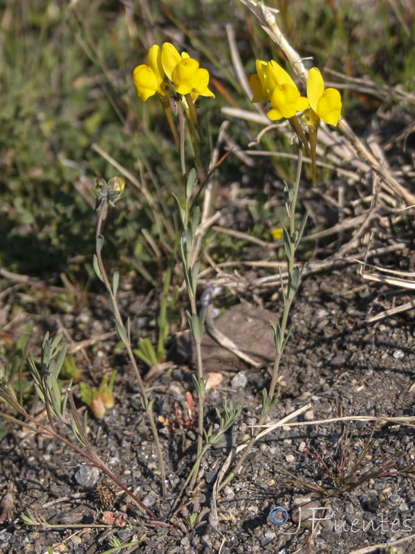 Linaria oligantha oliganthai.21