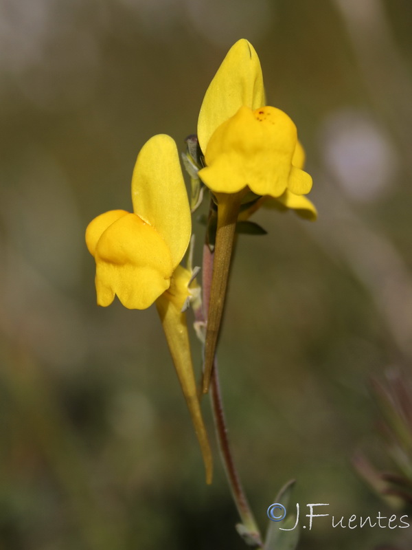 Linaria oligantha oliganthai.22