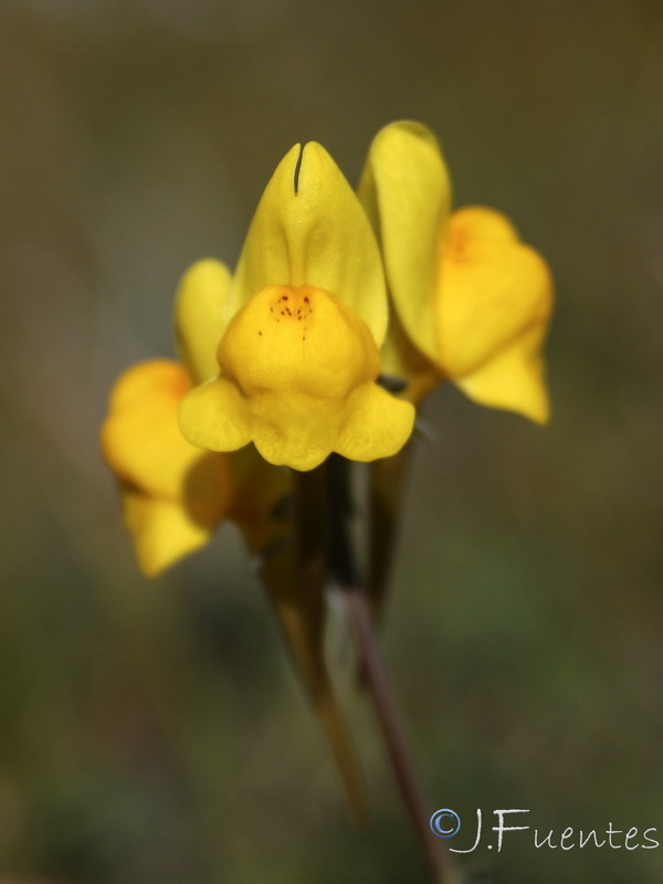 Linaria oligantha oliganthai.23