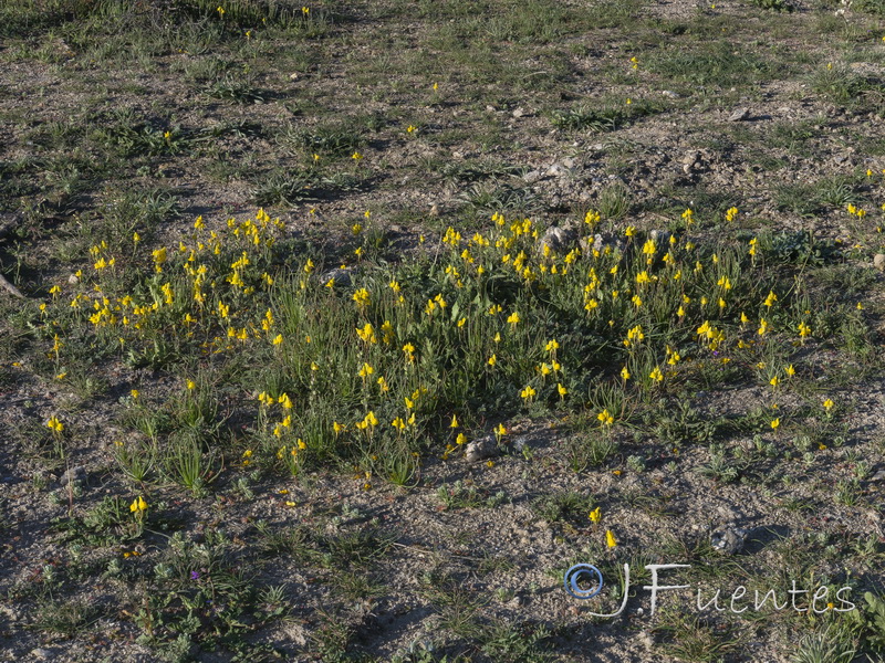 Linaria oligantha oliganthai.25