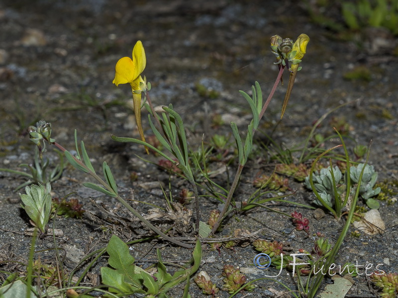 Linaria oligantha oliganthai.26