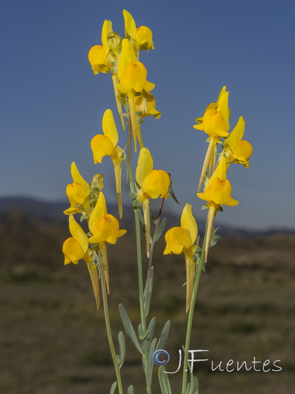 Linaria oligantha oliganthai.27