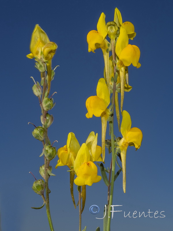 Linaria oligantha oliganthai.28