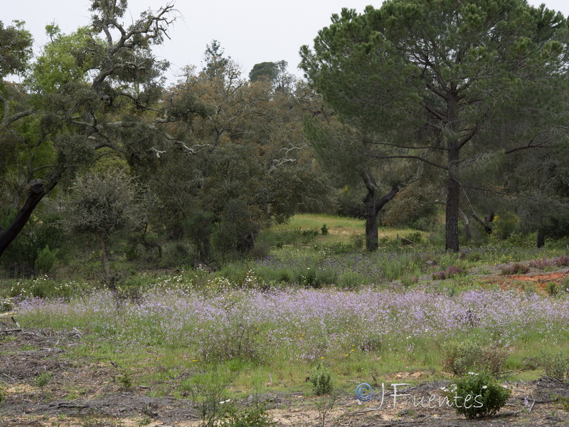 Linaria onubensis.01