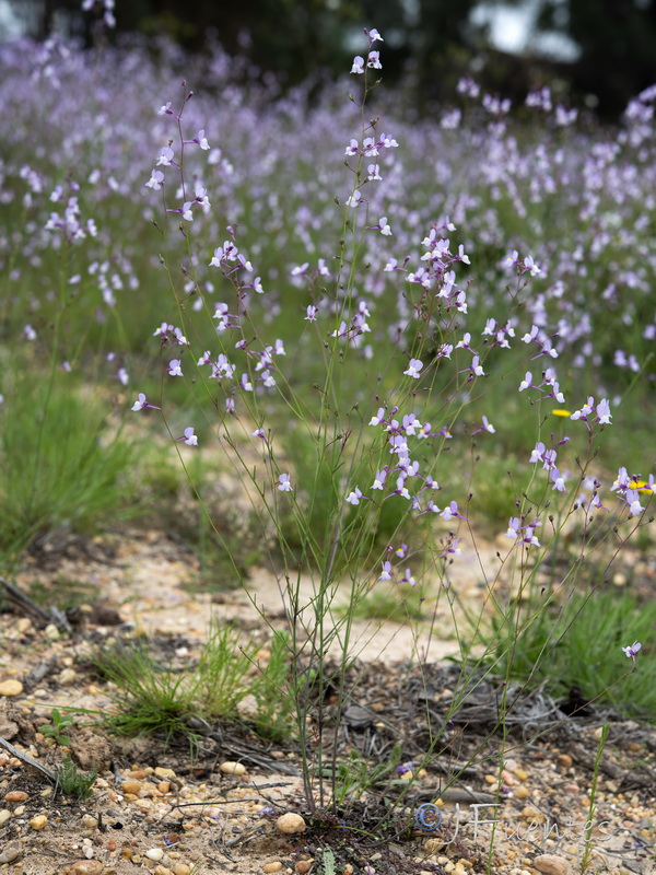 Linaria onubensis.02