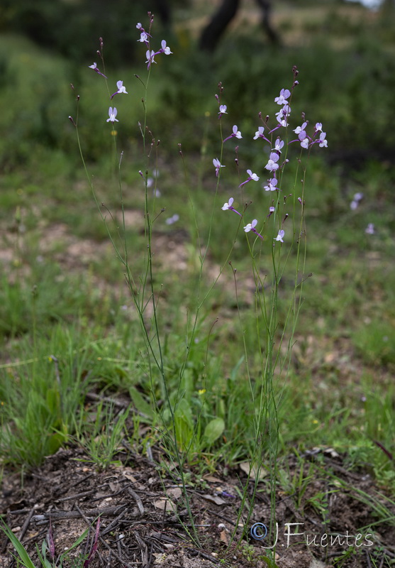 Linaria onubensis.05