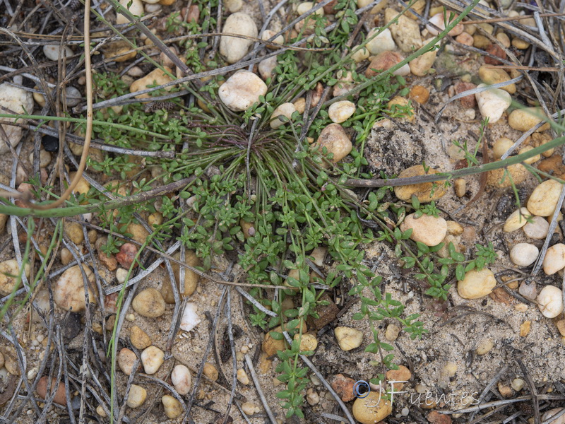 Linaria onubensis.06