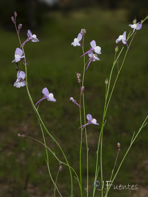 Linaria onubensis.07