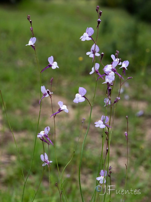 Linaria onubensis.08