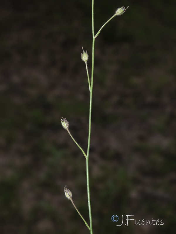 Linaria onubensis.09