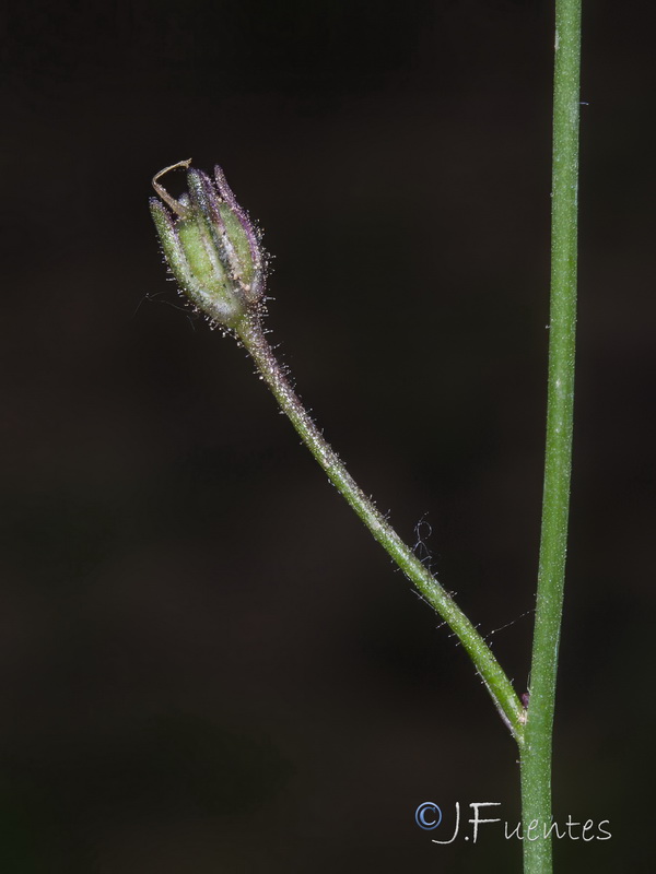 Linaria onubensis.10