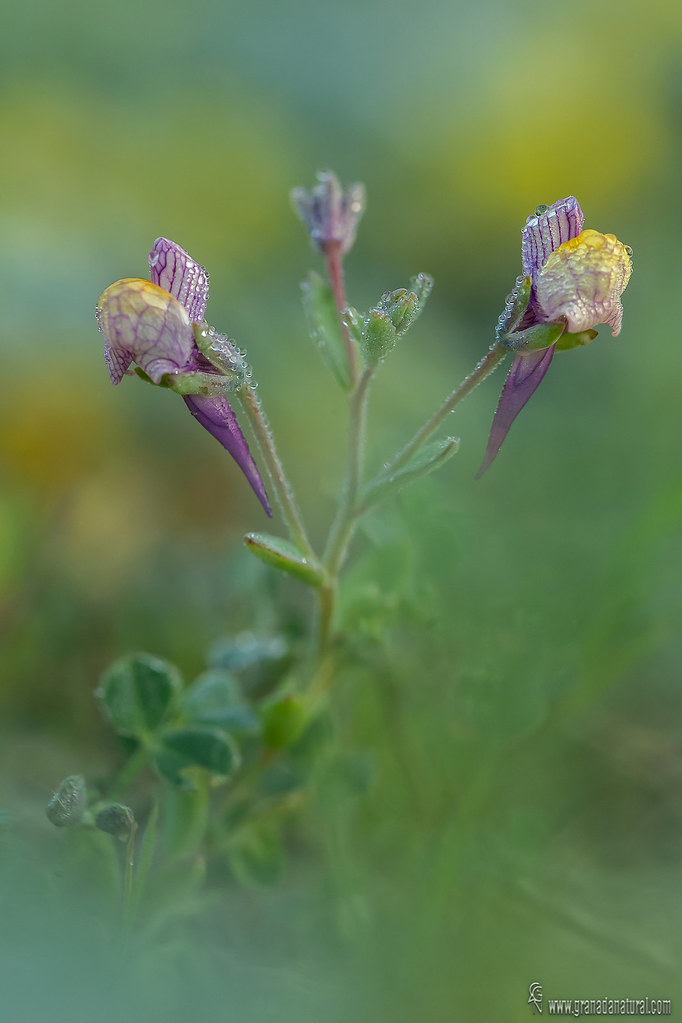 Linaria pedunculata 1