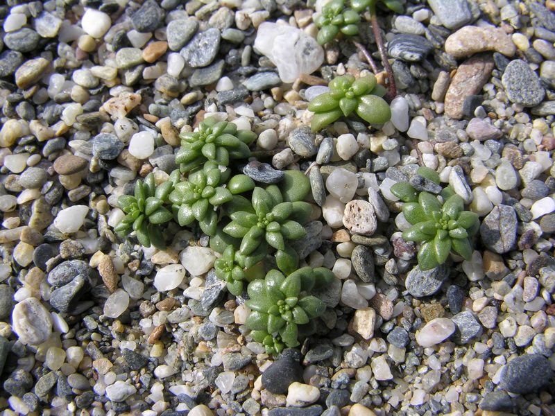 Linaria pedunculata.02