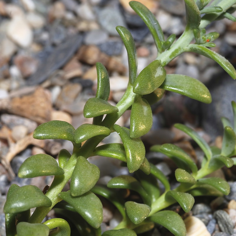 Linaria pedunculata.03