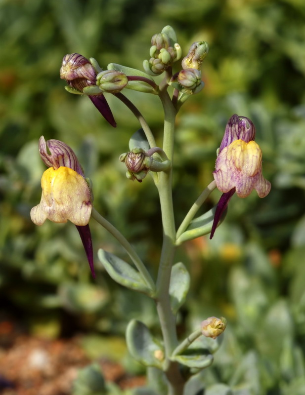 Linaria pedunculata.04