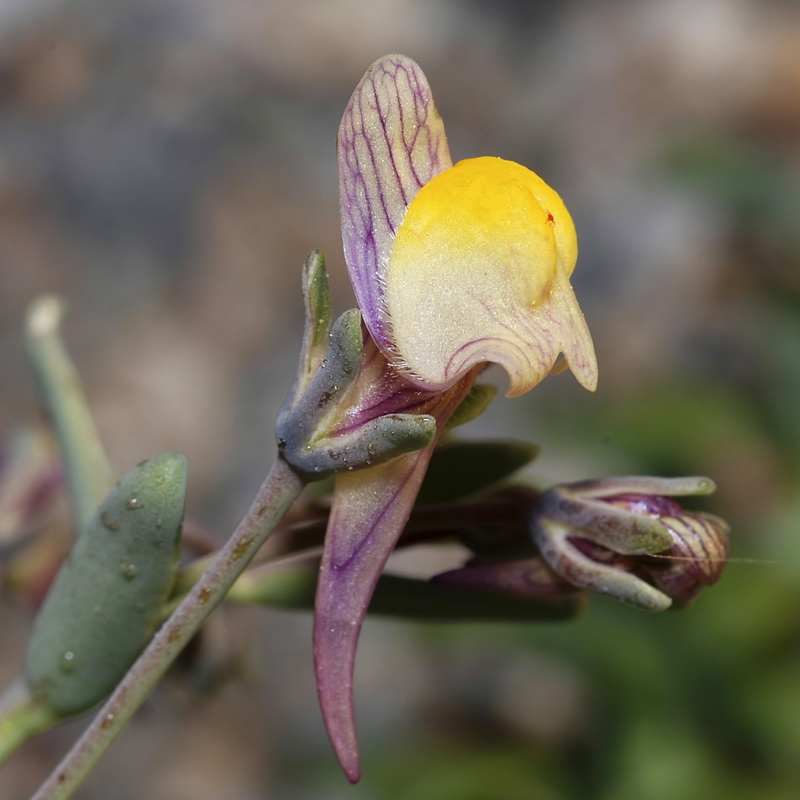 Linaria pedunculata.05