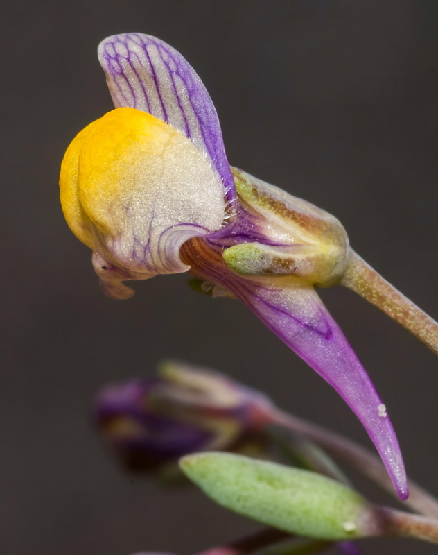 Linaria pedunculata.06