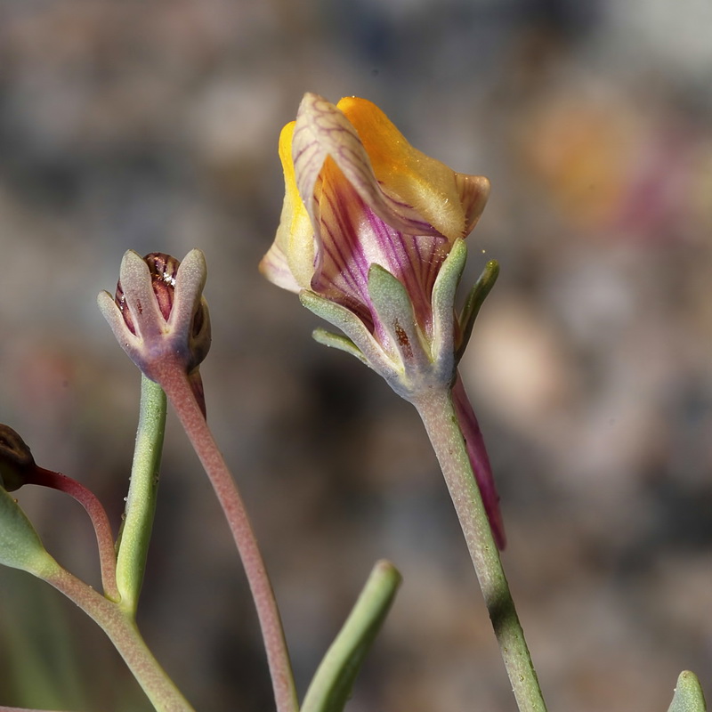 Linaria pedunculata.07