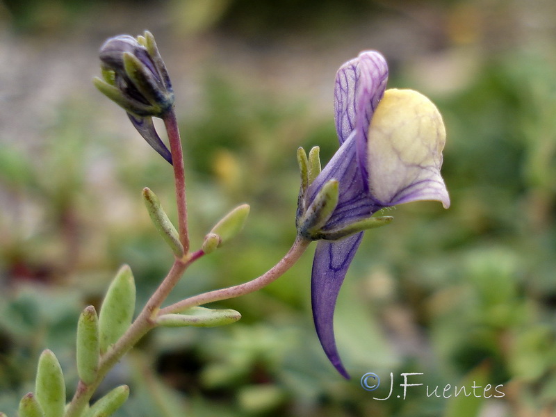 Linaria pedunculata.16