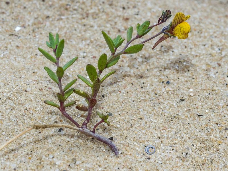 Linaria pedunculata.18