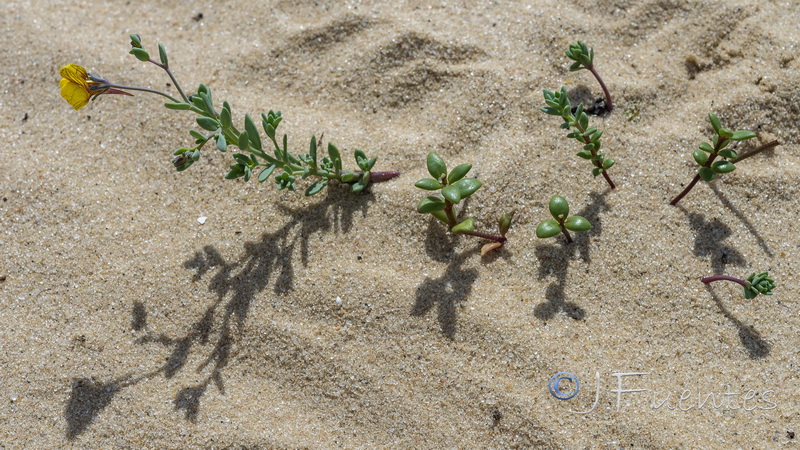 Linaria pedunculata.19