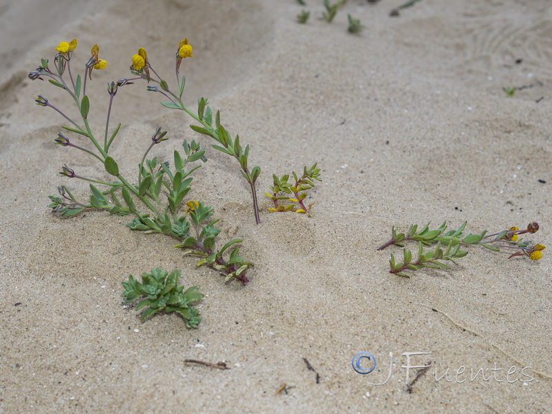 Linaria pedunculata.21