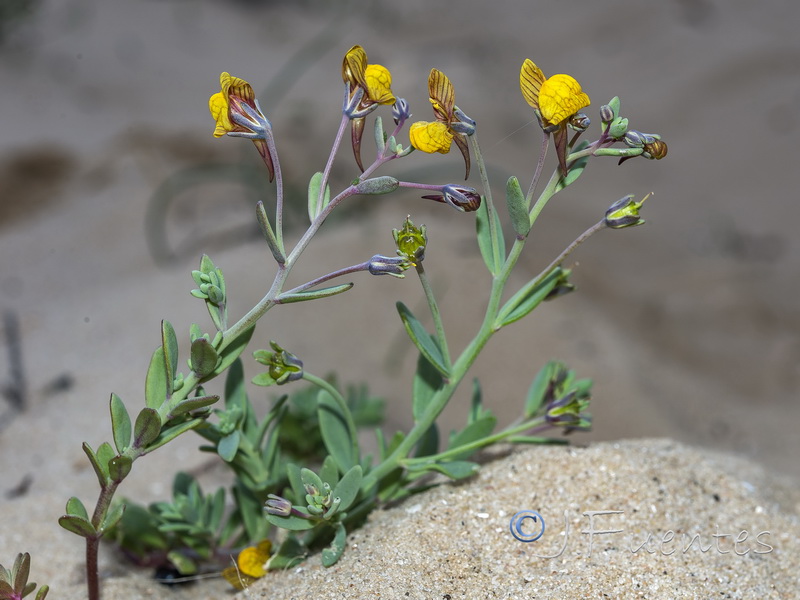 Linaria pedunculata.22