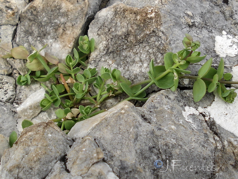 Linaria platycalyx.03