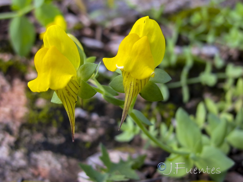 Linaria platycalyx.07