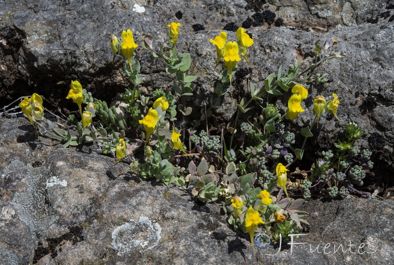 Linaria platycalyx.01