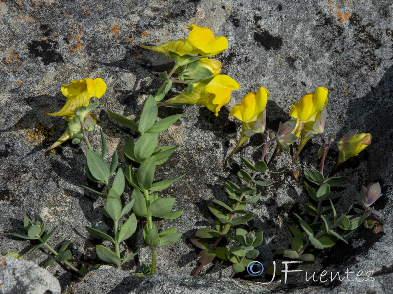 Linaria platycalyx.14
