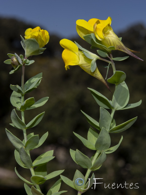 Linaria platycalyx.16