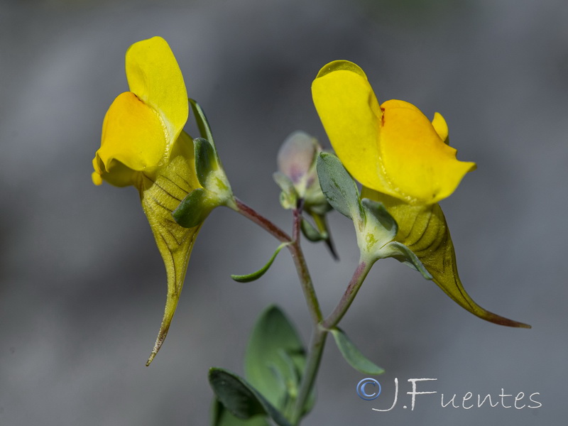Linaria platycalyx.17