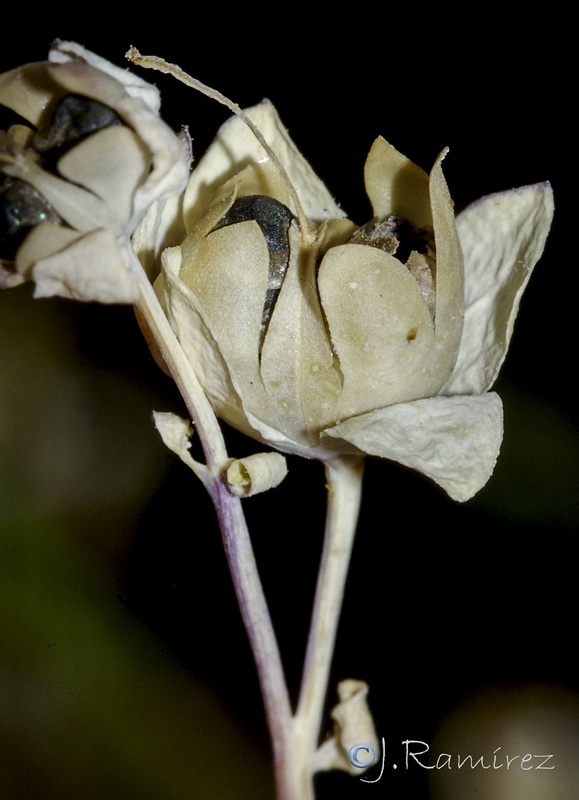 Linaria platycalyx.19