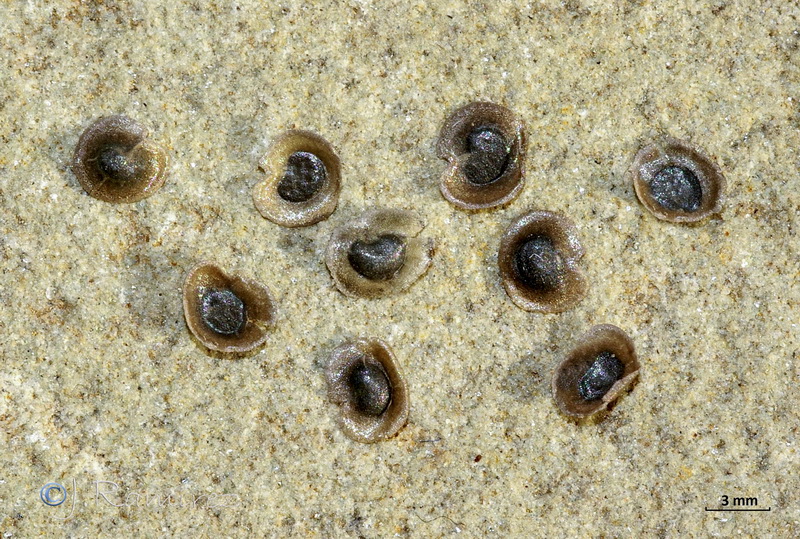 Linaria platycalyx.20