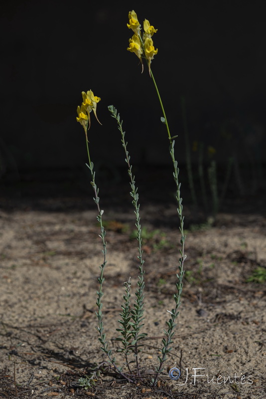 Linaria polygalifolia lamarckii.03