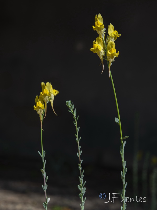 Linaria polygalifolia lamarckii.07
