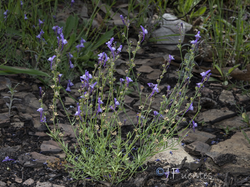 Linaria pseudamethystea.01