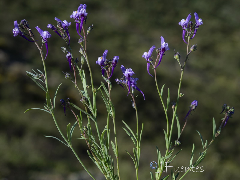 Linaria pseudamethystea.05