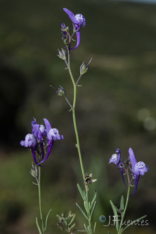 Linaria pseudamethystea.07