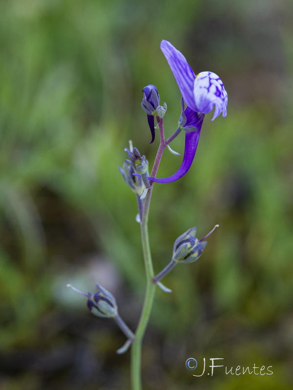 Linaria pseudamethystea.10