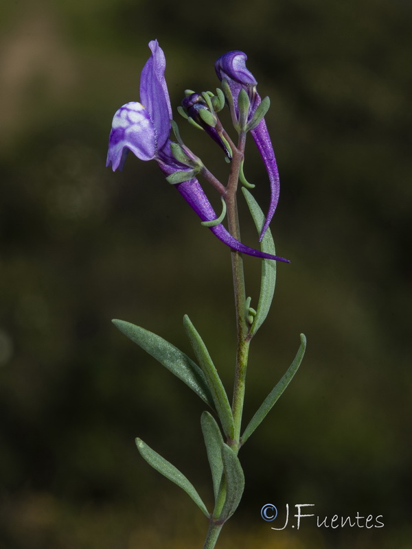 Linaria pseudamethystea.11